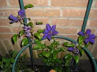 CIMG0494.webp