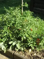garten 09 007.webp