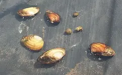 Sumpfdeckelschnecke und Teichmuschel_klein.webp
