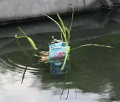 Teichgladiole_klein.webp