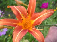 2009  Garten - 8 - 326.webp