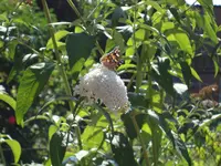 DSC00506.webp