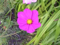 2009  Garten - 8 - 325.webp