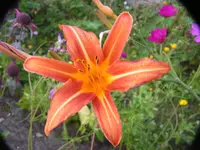 2009  Garten - 8 - 327.webp