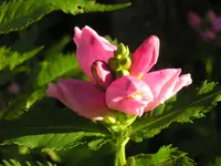 2009  Garten - 8 - 308.webp