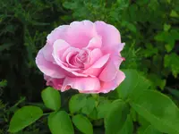 2009  Garten - 8 - 322.webp
