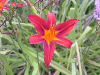 2009  Garten - 8 - 061.webp