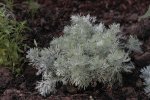 Artemisia - Beifußart.jpg