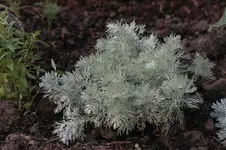 Artemisia - Beifußart.webp