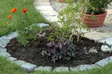 Purpurglöckchen Herbstzauber dunkel.webp