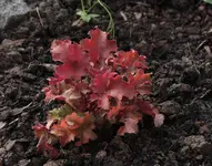 Purpurglöckchen Herbstzauber hellrot.webp