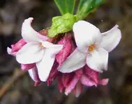 Daphne v.webp