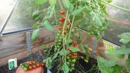 K800_P1020790.webp