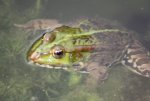 Frosch (2).JPG