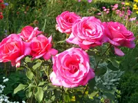 SA500378.webp