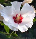 SA500395.webp