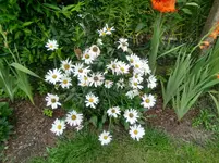 11.August (2).webp
