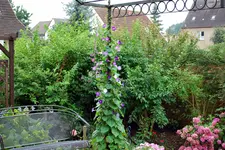 Prunkwinde 2009.webp