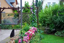 Prunkwinde m. Lieschen 2009.webp