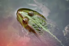 Frosch.webp