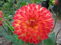 Dalie_Rot_Gelb_Voll.webp
