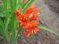 Montbretie.webp