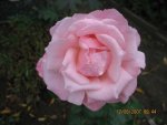 Rose rosa.jpg