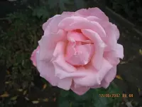 Rose rosa.webp