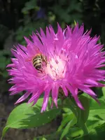 Flockenblume zweifarbig.webp