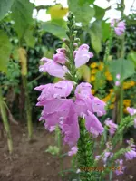 Gelenkblume.webp