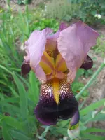 Schwertlilie1.webp