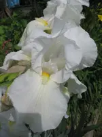Schwertlilie weiß1.webp