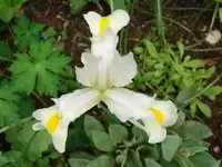 Steppeniris weiß.webp