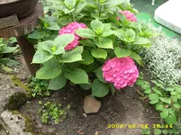 JD500048.webp