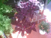 PIC00112.webp