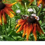 Bild 266.webp