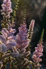 Astilbe.webp