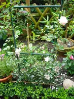 CIMG0461.webp