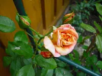 CIMG0462.webp