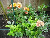 CIMG0464.webp