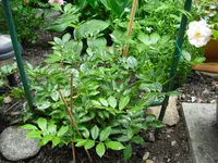 CIMG0460.webp