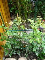 CIMG0463.webp