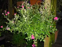 CIMG0503.webp