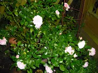 CIMG0501.webp