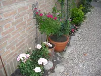 CIMG0326.webp