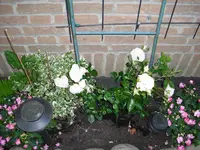 CIMG0327.webp