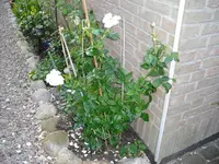 CIMG0330.webp