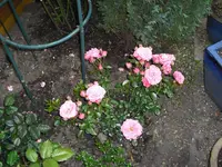 CIMG0334.webp
