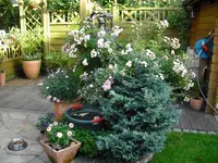 CIMG0341.webp