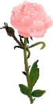 rose einzeln.gif